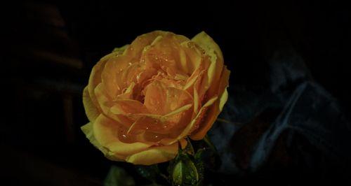 送黄玫瑰的意义及象征（黄玫瑰代表的情感和寓意）