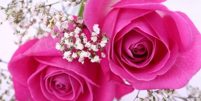粉色玫瑰的象征意义及送礼场景选择（用爱与温柔传递——解读粉色玫瑰的心意）