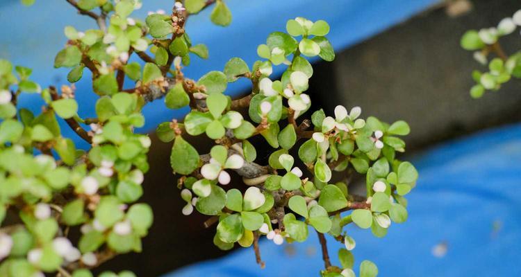 马齿苋家庭种植指南（掌握关键技巧成功种植马齿苋）