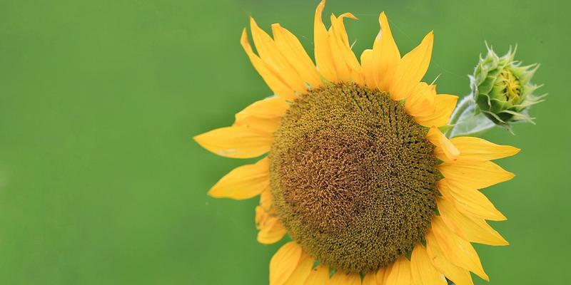 太阳花的象征意义和精神（用“希望”寄托的太阳花——从植物学到人文学的解读）