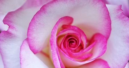 解读粉色玫瑰代表的含义（从爱情到感恩，玫瑰花的多重寓意）