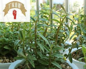 铁皮石斛盆栽的种植方法（打造居家绿化，让铁皮石斛在家中绽放）