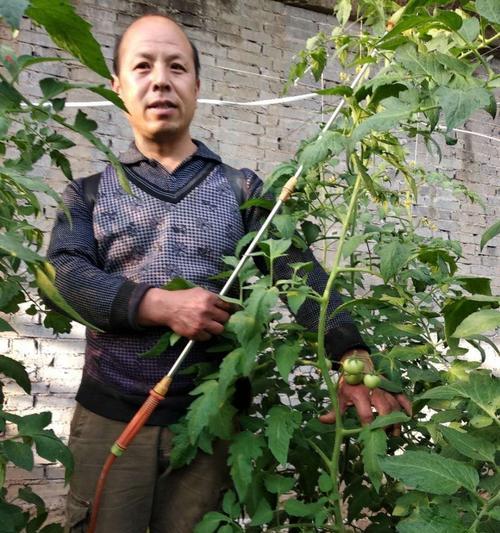 打造优质大棚西红柿的种植技巧（从选苗到施肥全面解析，助力实现高产高品质）