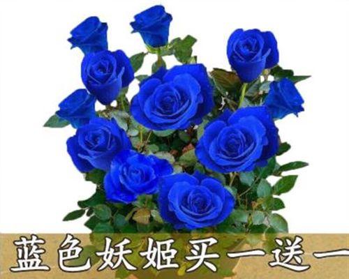 探秘蓝色月季的美丽世界（品读蓝色月季的花语和品种特点）