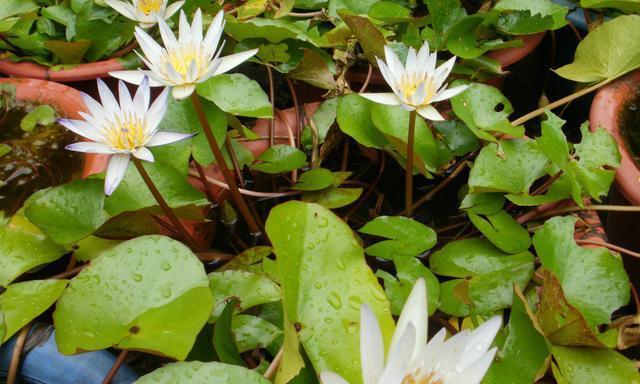 水生花卉植物——水中的美丽（探秘水下花园，发现水生花卉的无限美丽）