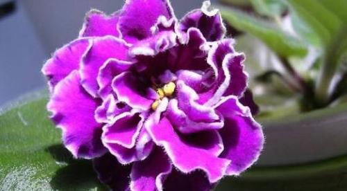 插水养护紫罗兰的技巧（打造美丽的紫色生命角落，从插水开始）