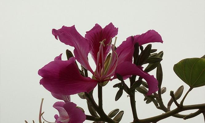 探寻紫荆花树的品种之美（从颜色到形态，揭秘紫荆花树的多样化魅力）
