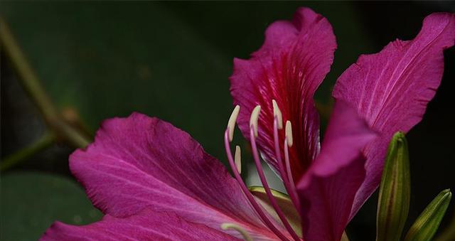 探寻紫荆花树的品种之美（从颜色到形态，揭秘紫荆花树的多样化魅力）