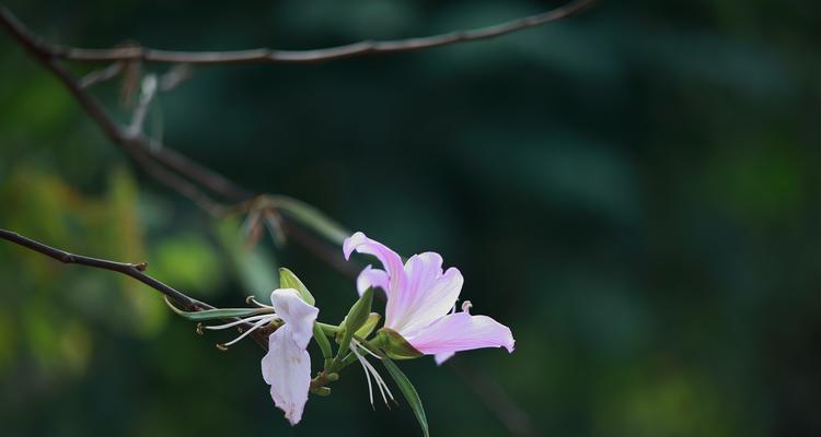 春天的花海（迎接春天，盛开美丽）