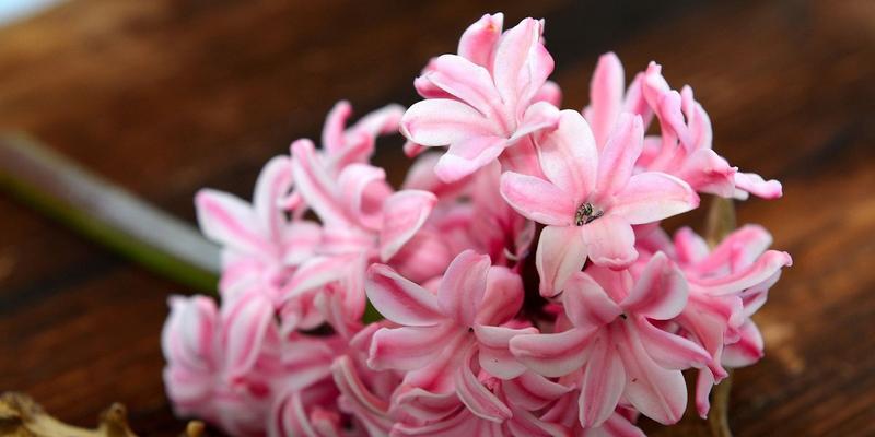 风信子，春日的花海（探寻风信子的美妙世界）