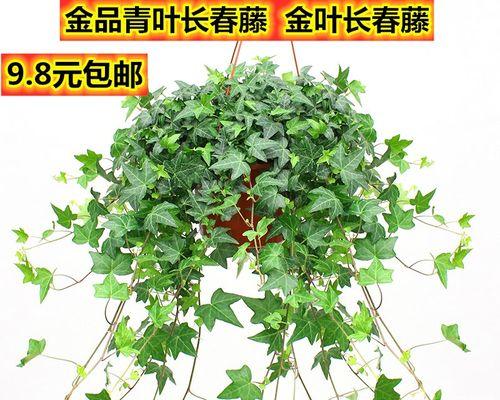 常青藤的养护技巧（如何让你的常青藤茁壮成长）