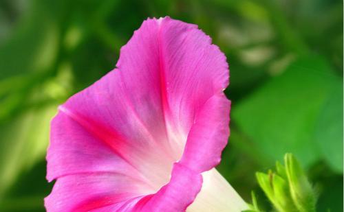 牵牛花的室内养护与露天养护——哪种更适合？（比较室内养护与露天养护的优缺点，选择适合自己的方法）