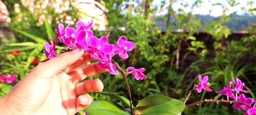 蝴蝶兰花养殖全攻略（从选购到养护，让你轻松养出漂亮的蝴蝶兰花）