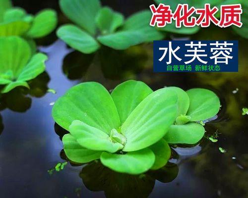 室内水生植物的魅力（打造绿色家居，让生活更有品质）