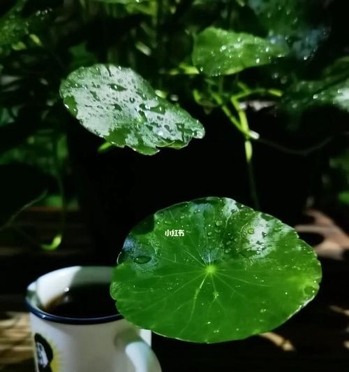 打造繁盛美丽的铜钱草（掌握铜钱草的生长特点和保养技巧，轻松打造美好家园）