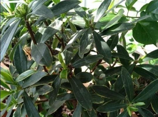 轻松养活金边瑞香（一位植物爱好者的经验分享）