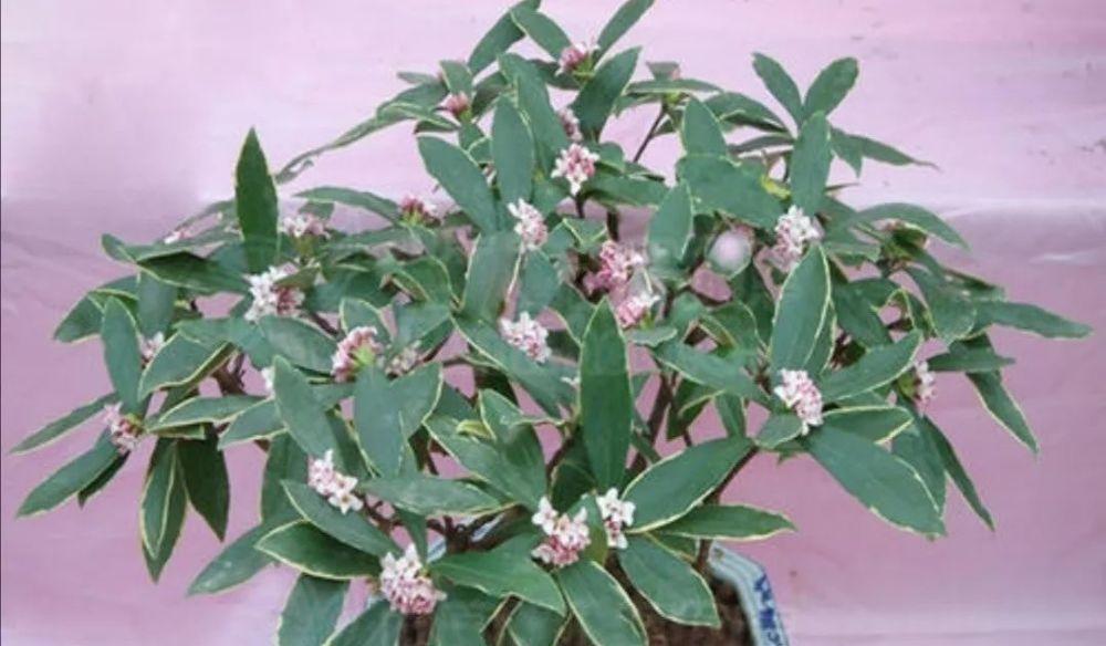 轻松养活金边瑞香（一位植物爱好者的经验分享）
