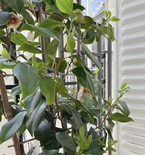 养殖山茶花黄叶的原因（探究引起山茶花黄叶的问题及其防治方法）