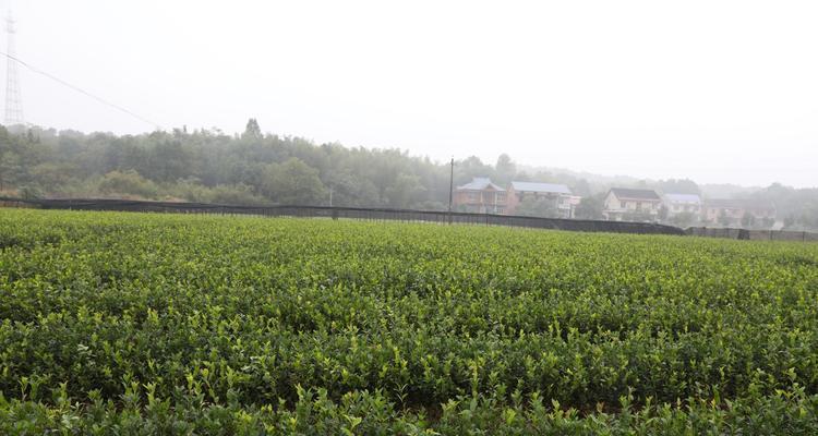 探究油茶种植条件（分析油茶树适合生长的环境和气候特点）