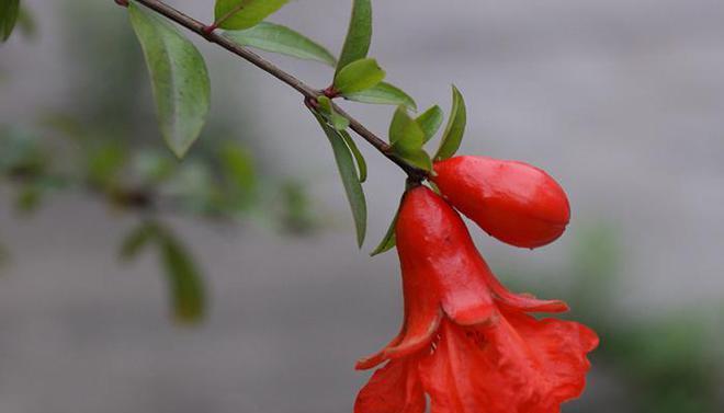 石榴花常见虫害详解（了解常见虫害，保护石榴花健康生长）