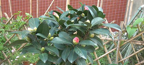 科学施肥，让茶花茁壮成长（学会正确施肥，让茶花更美丽健康）