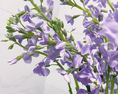 紫罗兰冬天也能开花（探究紫罗兰的生长环境和适应能力）