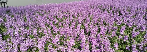 紫罗兰冬天也能开花（探究紫罗兰的生长环境和适应能力）