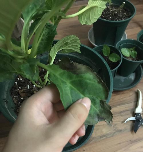绣球换盆的时间和方法（养护绣球，让它更美丽）