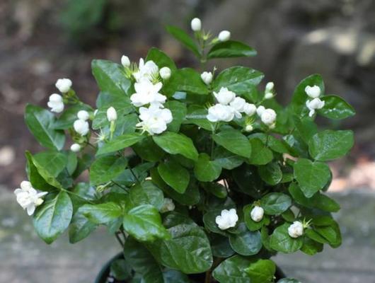 茉莉花的养护（打造美丽芳香花园，学会茉莉花的养护技巧）