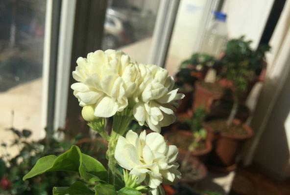 茉莉花的养护（打造美丽芳香花园，学会茉莉花的养护技巧）