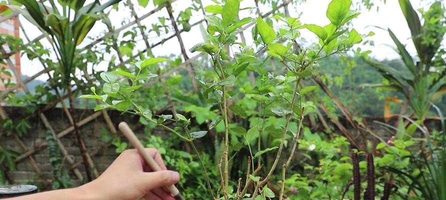 茉莉花的养护（打造美丽芳香花园，学会茉莉花的养护技巧）