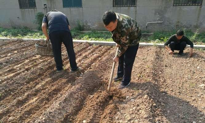 大蒜种植全攻略（打造自己的“大蒜王国”，从种植到收获全程解析）