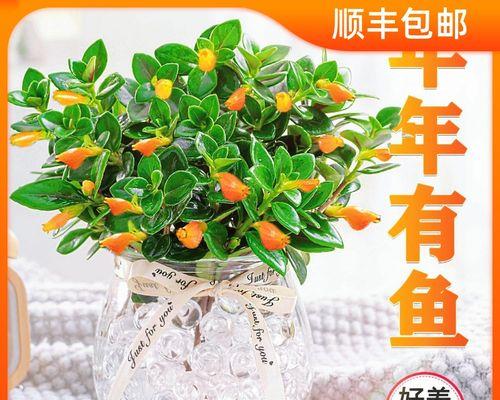 金鱼吊兰水培攻略（善待植物，让生命更美好）