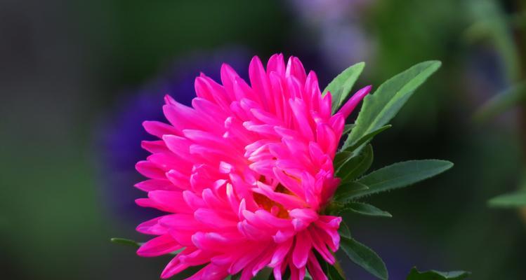 翠菊的寓意与象征——傲雪奋青的生命之花（翠菊的意义、寓意及相关文化内涵解析）