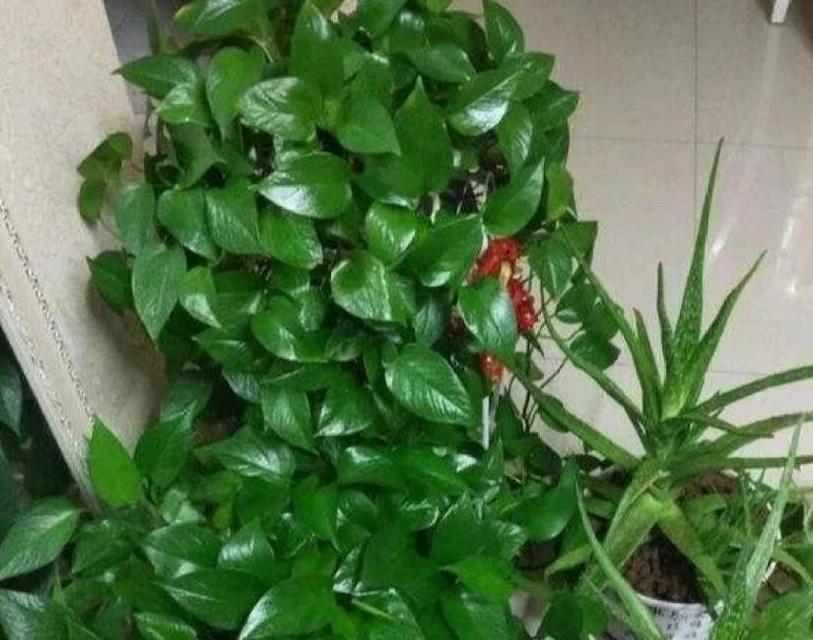大绿萝的寓意与风水（绿萝的祥和与吉祥之气）