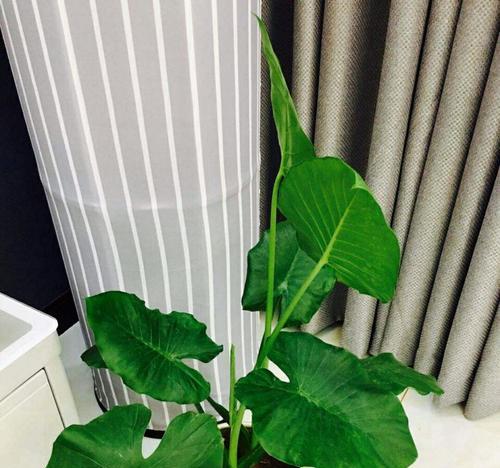 滴水观音花朵的寓意与意义（揭示滴水观音花朵的奥秘与美丽）