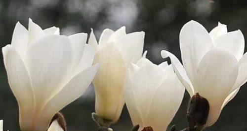 广玉兰花的象征意义（广玉兰花的美丽与内涵）