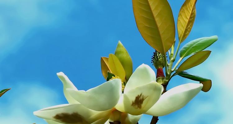 广玉兰花的象征意义（广玉兰花的美丽与内涵）