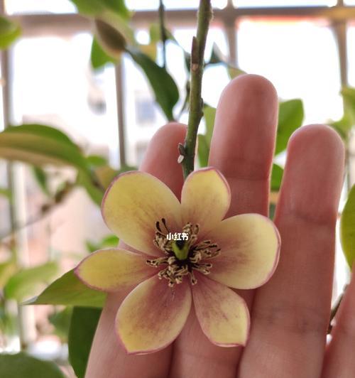 以含笑花代表的意义（探索含笑花背后的深刻象征）
