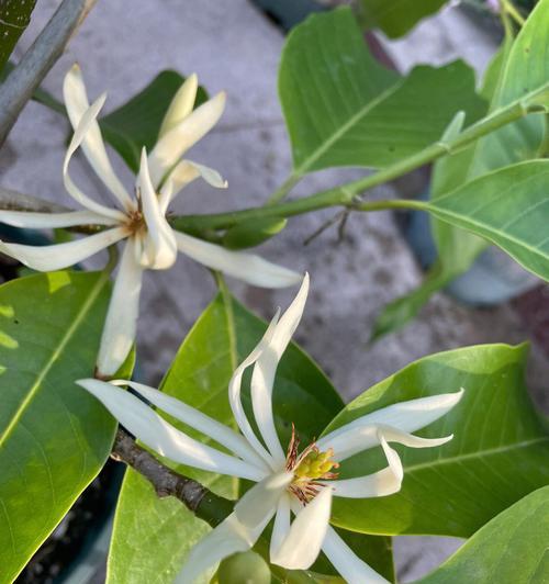以含笑花代表的意义（探索含笑花背后的深刻象征）