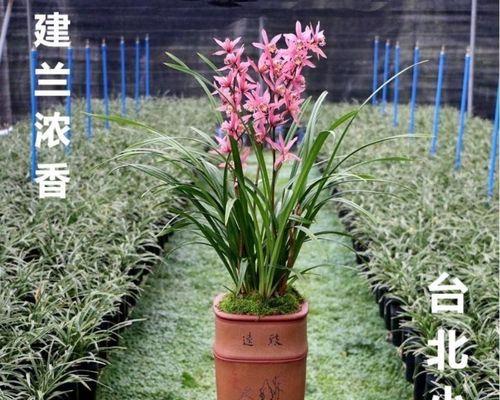 建兰开花时机揭秘（探寻建兰开花的关键因素）