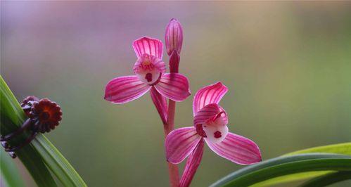 建兰开花时机揭秘（探寻建兰开花的关键因素）