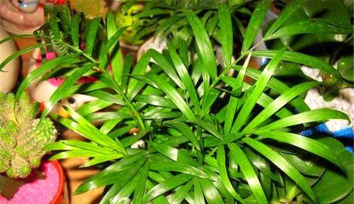 室内绿植之选——棕竹的生长与养护（探索棕竹的养殖技巧，打造健康舒适的室内环境）