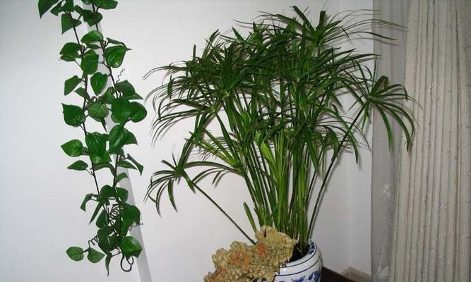 室内绿植之选——棕竹的生长与养护（探索棕竹的养殖技巧，打造健康舒适的室内环境）