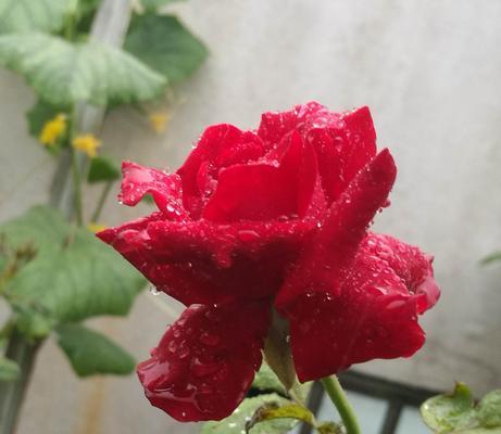 玫瑰花的水浴时间与新鲜度（水温、玫瑰品种、水质均影响花朵的状态）