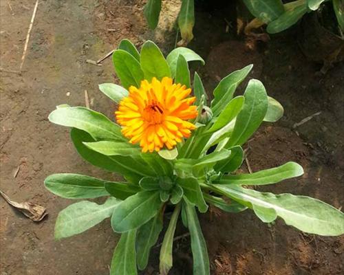 金盏菊种子的种植方法（从种子到繁殖，让金盏菊绽放您的庭院）