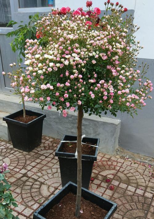 金樱子嫁接月季的好处（培养优美的植物、增加观赏性和植株养护）
