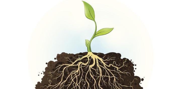 探秘植物根的奥秘（从种植到生长——植物根的作用与原理）