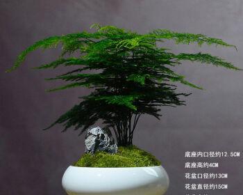 文竹盆栽的种植与养护（打造绿意盎然的室内空间）