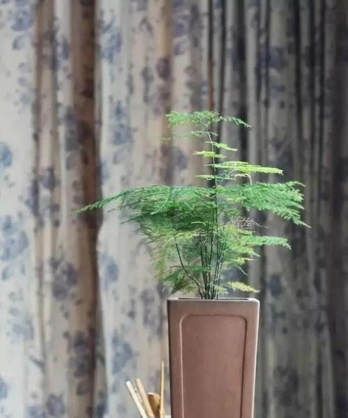 文竹盆栽的种植与养护（打造绿意盎然的室内空间）